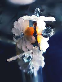 Close-up of snow on flower