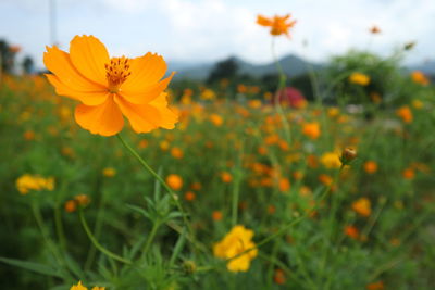 Close-up of yellow cosmos flowers blooming on field