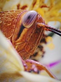 Close-up of plant against blurred background