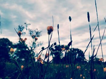 Close-up of flowers blooming in field