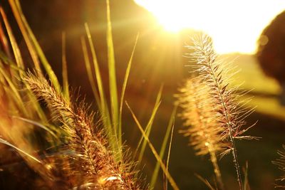 Close-up of wheat growing on field against sky