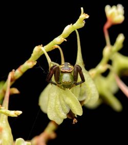 Close-up of insect on plant