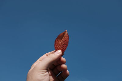 Cropped image of person holding leaf against clear sky