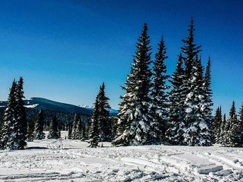 Pine trees on snow covered land against blue sky