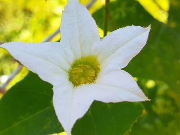 Close-up of white flowering plant