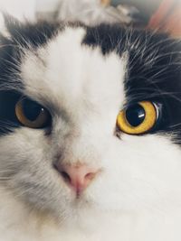 Close-up of cat