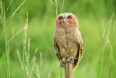 Portrait of owl perching on plant baby owl bird