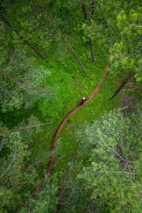 Aerial view of mountain biker in lush green forest, klagenfurt, austria.