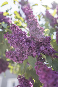 Close-up of purple flowering plant