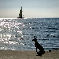 View of a dog on the sea