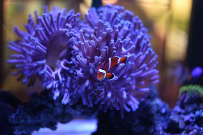 Close-up of purple flower
