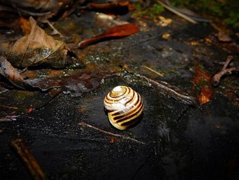 Close-up of snail