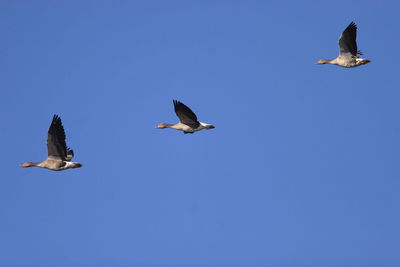 The greylag goose flying against the blue sky