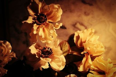 Close-up of yellow flowers