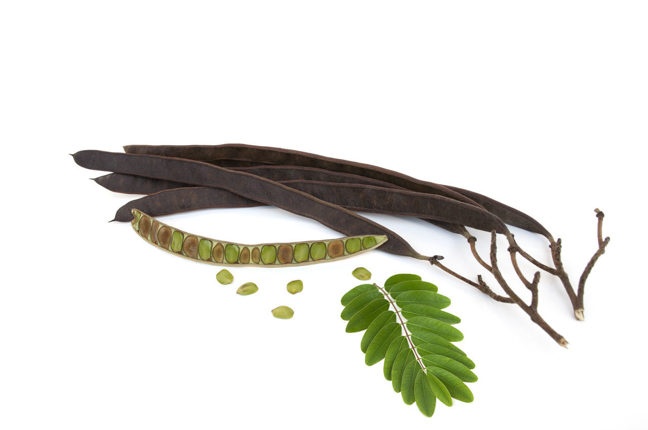 CLOSE-UP OF LEAVES OVER WHITE BACKGROUND