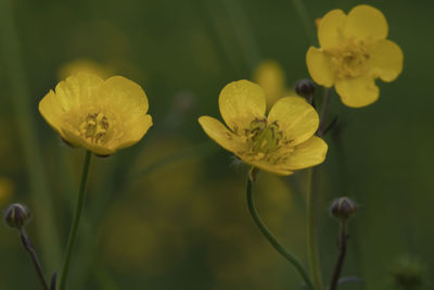 Close-up of yellow flowering plant