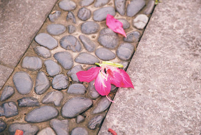 High angle view of pink flower on footpath