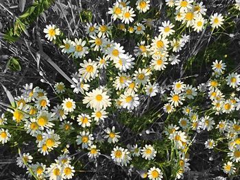 Close-up of yellow flowers blooming outdoors