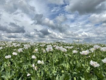 Close-up of white flowering plants on field against sky