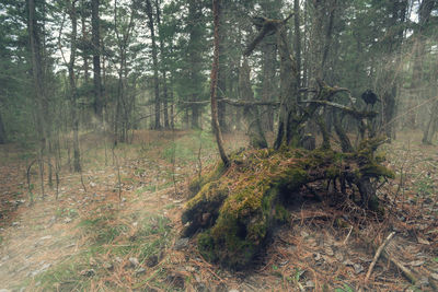 Scenic view of forest