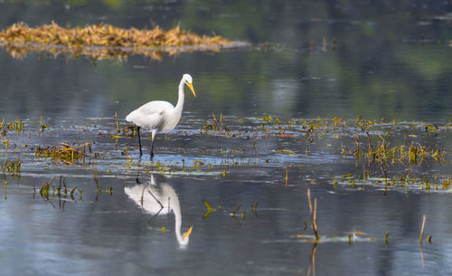 Birds in a lake