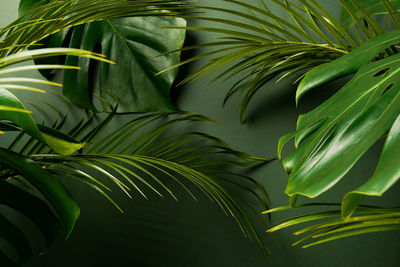 Green leaves of monstera plant growing in wild, the tropical forest plant, summer palm background