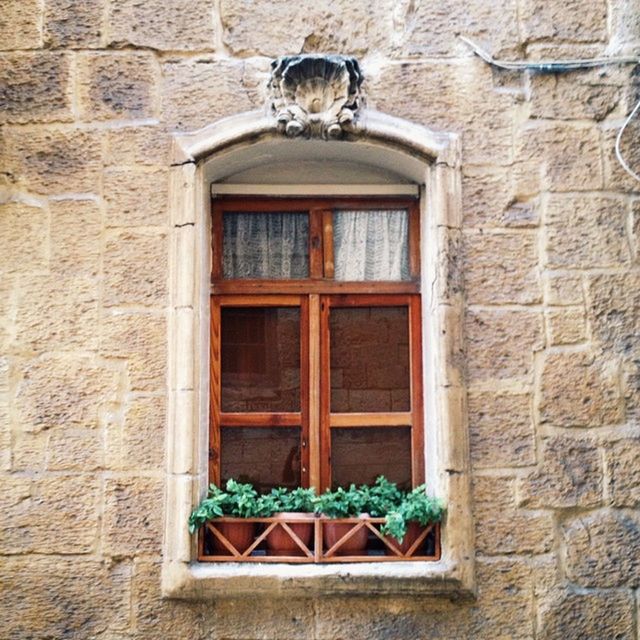 building exterior, architecture, built structure, window, animal themes, one animal, potted plant, glass - material, brick wall, house, low angle view, building, plant, day, outdoors, pets, window sill, residential building, no people, wildlife