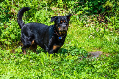 Portrait of black dog lying on grass