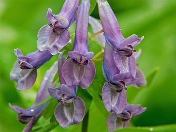 Close-up of purple flowers blooming outdoors