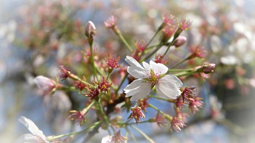 Close-up of flowers growing on tree