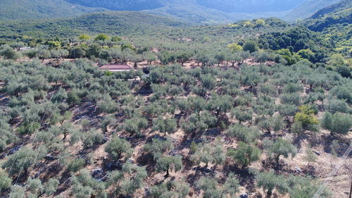 Scenic view of trees on landscape