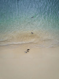 High angle view of birds on beach