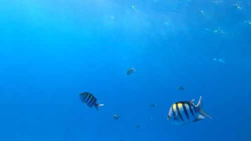 View of jellyfish in sea