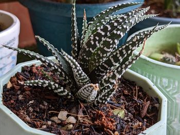 High angle view of potted plant