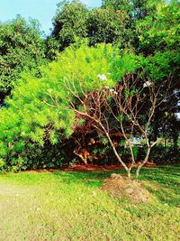 Trees on field