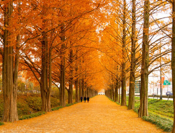 Footpath amidst trees during autumn