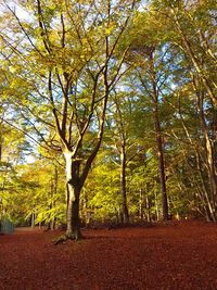 Trees in forest against sky