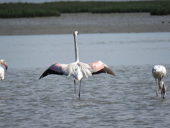 Birds in water