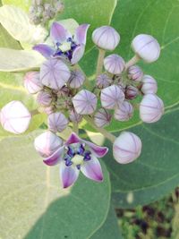 Close-up of flowers and leaves