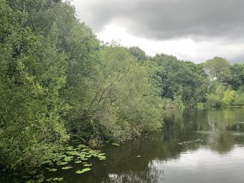 Scenic view of lake in forest against sky