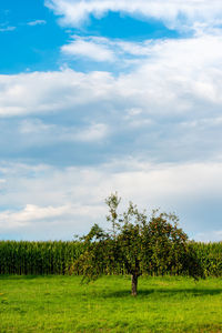 Trees on field against sky