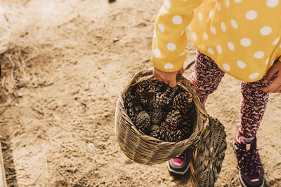 Girl collecting pine cones in wicker basket at park