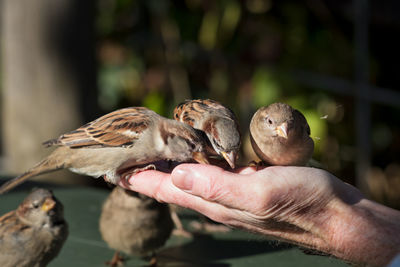 Close-up of hand holding bird