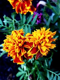 Close-up of yellow flower