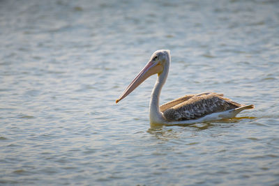 Pelican swimming in lake