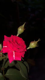 Close-up of pink rose