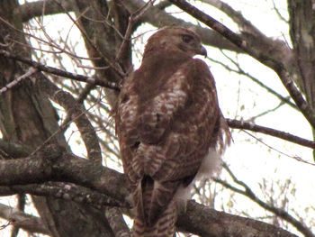 Low angle view of birds perching on tree trunk