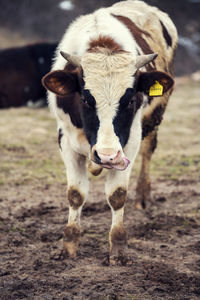 Vertical shot of cow with the tongue out and yellow mark on an ear looking at camera