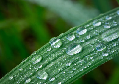 Close-up of raindrops on leaf