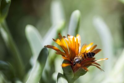 Close-up of orange flower